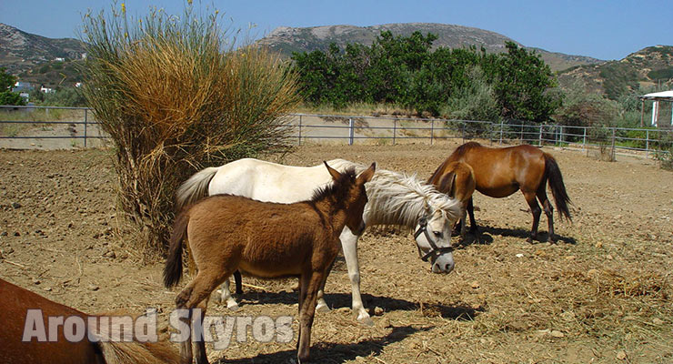 Skyrian horse farm