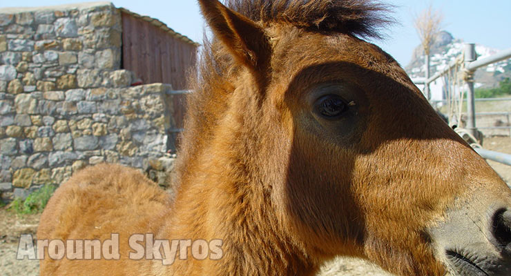 Horses of Skyros