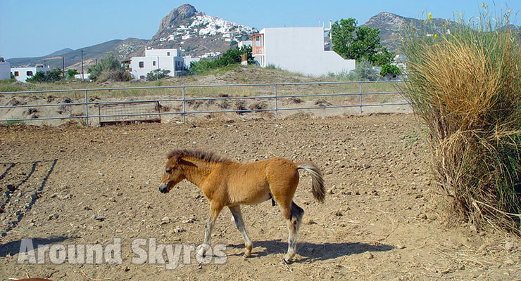 The famous Skyrian Horses